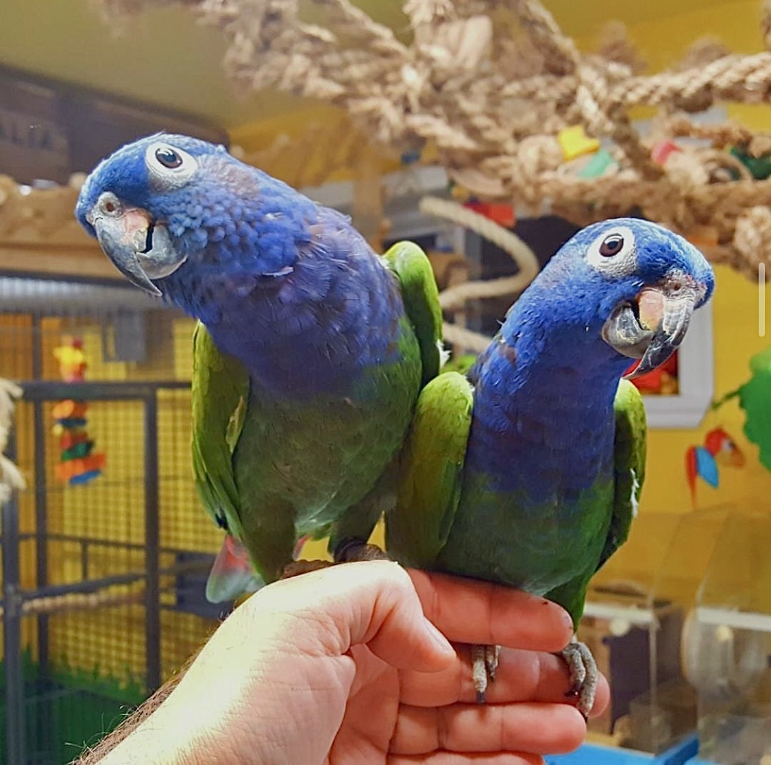Pione à tête bleue